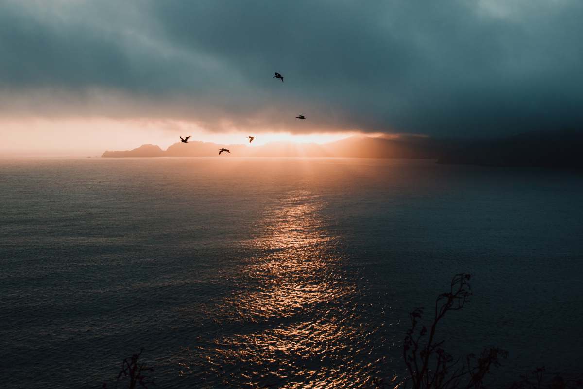 backgrounds photo of flying birds over body of water wallpapers